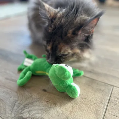 Katze spielt mit grünem Plüschspielzeug in Form eines Krokodils auf Holzboden.