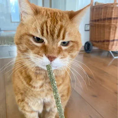 Rote Katze schnuppert an einem grünen Snack-Stick aus Pflanzenmaterial.