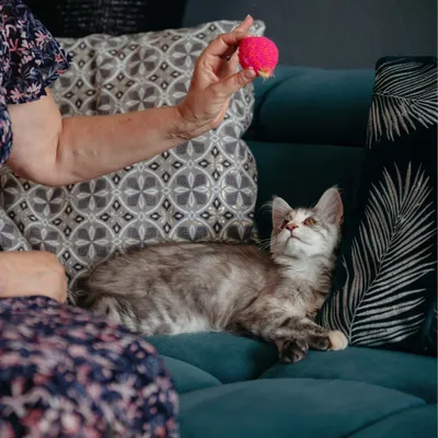 Katze auf Sofa beobachtet, wie eine Person ein pinkes Spielzeug hält. Demonstration der Verwendung des Katzenspielzeugs.