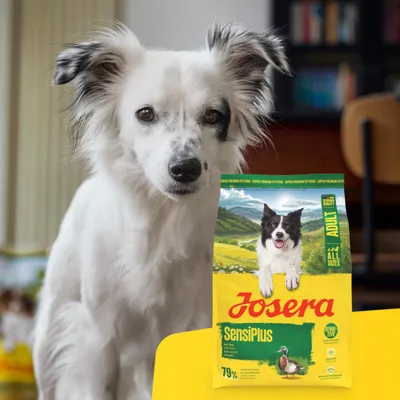 Josera SensiPlus Adult hrană pentru câini, ambalaj galben cu imaginea unui câine și a unei rațe, 79% proteină de origine animală, potrivită pentru toate taliile. Josera SensiPlus Adult hrană pentru câini, ambalaj galben cu imaginea unui câine și a unei rațe, 79% proteină de origine animală, potrivită pentru toate taliile.