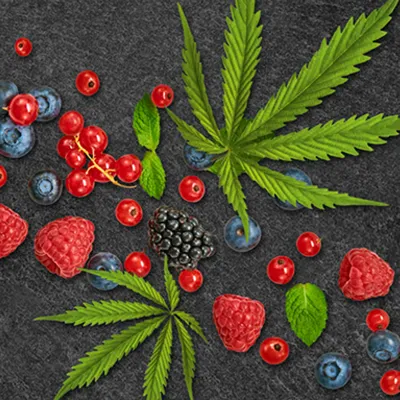 Goood Training Gooodies Adult