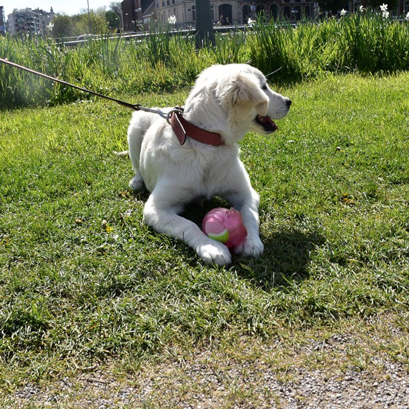Bobby Hundespielzeug Coquille