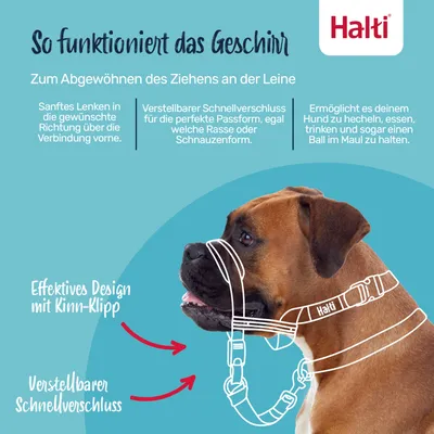 Halti Geschirr zur Gewöhnung an sanftes Lenken. Verstellbarer Schnellverschluss für perfekte Passform, ermöglicht Hecheln, Essen, Trinken und Ballhalten. Effektives Design mit Kinn-Klipp.