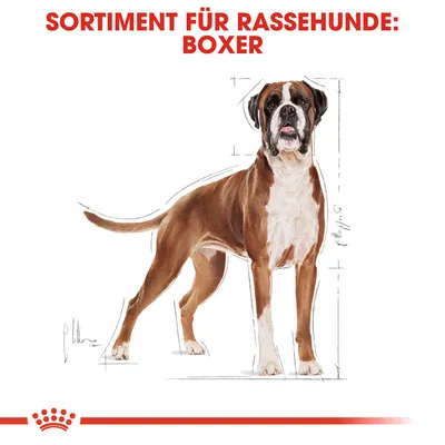 Sortiment für Rassehunde: Boxer. Illustration eines Boxers mit Massangaben.