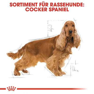 Sortiment für Rassehunde: Cocker Spaniel. Illustration eines Cocker Spaniels mit anatomischen Skizzen.