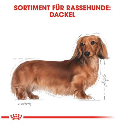 Sortiment für Rassehunde: Dackel. Illustration eines langhaarigen Dackels mit anatomischen Skizzen.