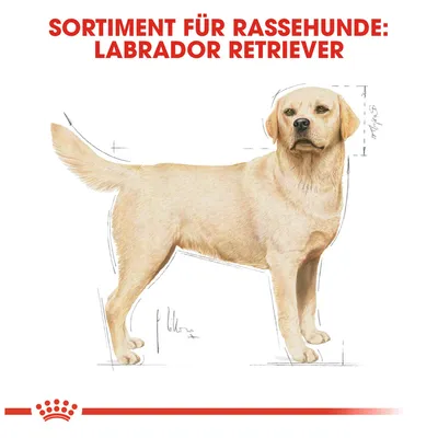 Sortiment für Rassehunde: Labrador Retriever. Illustration eines Labrador Retrievers mit Massangaben.
