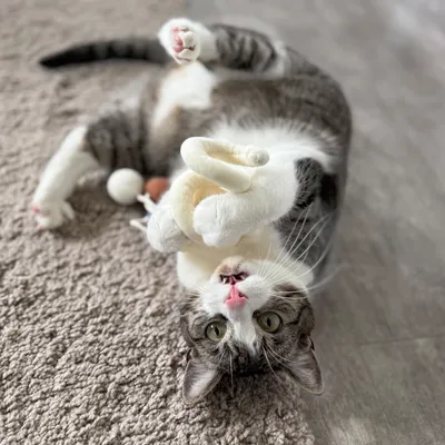 Aumüller Jouet pour chat Loopy Spiral