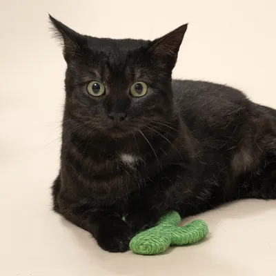 TIAKI sisalkaktus för katter