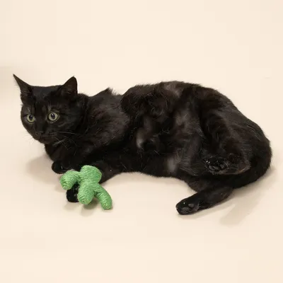 TIAKI sisalkaktus för katter