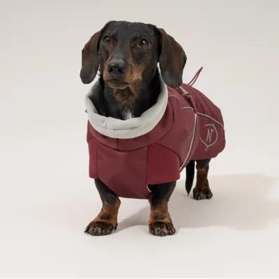 Nomad Tales Spirit Softshell-Hundemantel, burgunderrot Nomad Tales Spirit Softshell-Hundemantel, burgunderrot