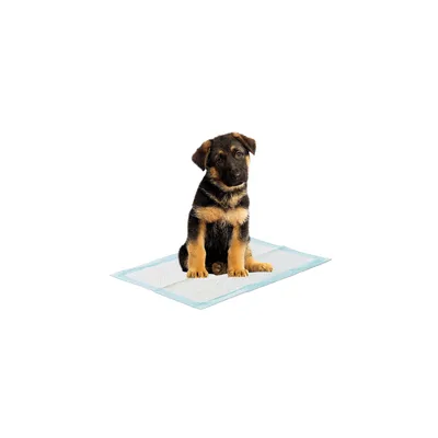 Welpe sitzt auf einer blauen Trainingsunterlage für Hunde.