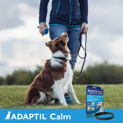 Obroża ADAPTIL Calm dla psów, opakowanie z widoczną nazwą i zdjęciem psa, poniżej napis ADAPTIL Calm na niebieskim tle. Obok pies siedzący przy osobie trzymającej smycz. Obroża ADAPTIL Calm dla psów, opakowanie z widoczną nazwą i zdjęciem psa, poniżej napis ADAPTIL Calm na niebieskim tle. Obok pies siedzący przy osobie trzymającej smycz.