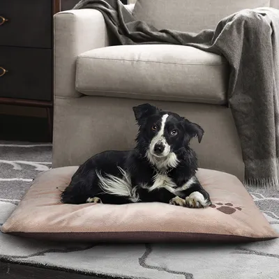 Coussin pour chien beige avec motif patte, chien noir et blanc allongé dessus, présenté devant un fauteuil dans un salon.