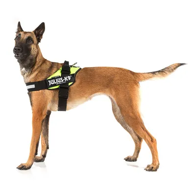 Pes s postrojem Julius-K9 v neonově zelené barvě, černé popruhy a reflexní pruh na hrudi. Viditelný kovový kroužek na zádech pro připnutí vodítka.