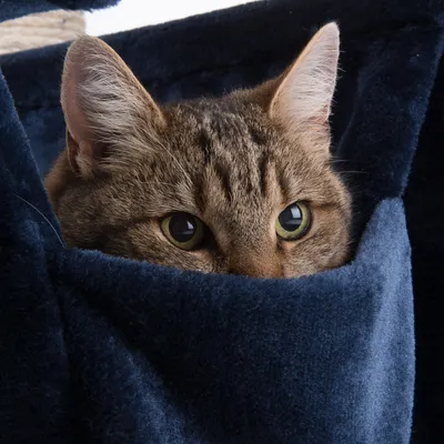 Kat in donkerblauwe pluche hangmat, geschikt voor krabpaal of kattenmeubel. Materiaal: stof. Kat kijkt uit de hangmat.
