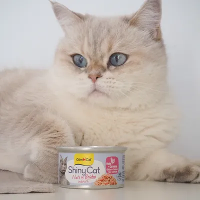 Sparpaket GimCat ShinyCat Filet in Brühe 24 x 70 g Sparpaket GimCat ShinyCat Filet in Brühe 24 x 70 g