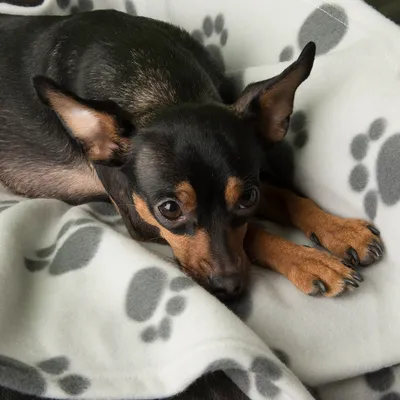 Pătură mică neagră cu urme de lăbuțe gri, câine întins pe ea. Produs pentru animale de companie.