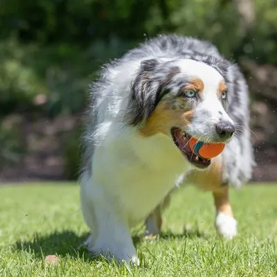 Hond met halflange vacht, wit en grijs, staand op grasveld buiten. Geen zichtbaar product of merknaam aanwezig.