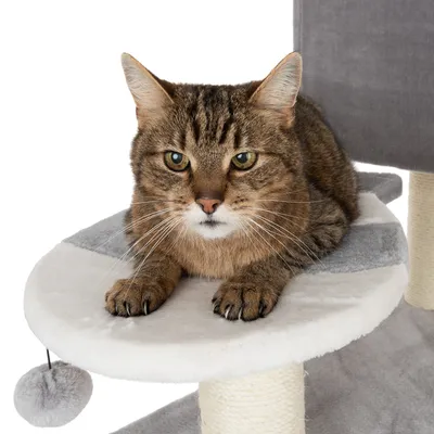 Braun getigerte Katze liegt auf einer gepolsterten Plattform eines Kratzbaums mit Spielball an Schnur.