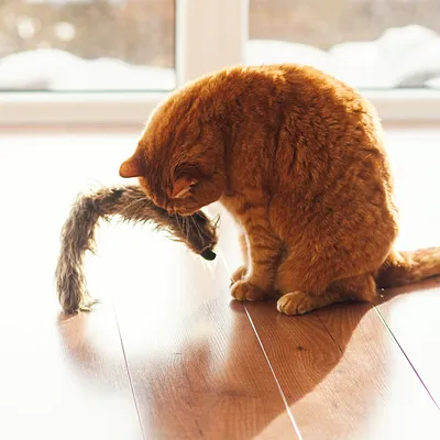 Oranssi kissa leikkii lattialla ruskealla, karvaisella kissan lelulla, jossa on höyheniä. Lelu on kissan edessä ja kissa katsoo sitä alas.