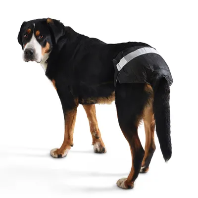 Dog wearing black dog nappy with white stripe, suitable for incontinence or hygiene.