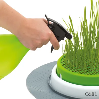 Hand spraying water onto green cat grass in a Catit grass container with a white-green design.