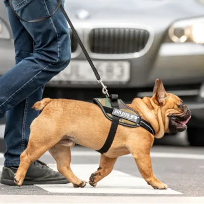 Cane con pettorina Julius-K9 al guinzaglio, condotto da una persona su strisce pedonali in città. Il marchio Julius-K9 è visibile sulla pettorina.