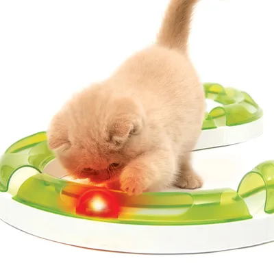 Small kitten playing with a green and white toy ring containing a red glowing ball.