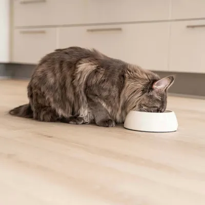 Gato de pelo largo comiendo de un cuenco blanco para comida sobre un suelo de madera clara.