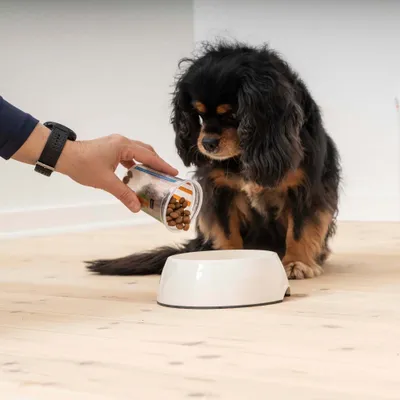 Hand giet droogvoer uit een maatbeker in een witte voerbak, hond zit ervoor en kijkt toe. Hand giet droogvoer uit een maatbeker in een witte voerbak, hond zit ervoor en kijkt toe.