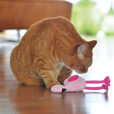 Rote Katze spielt mit rosa Stoffspielzeug in Vogel-Form auf Holzboden.