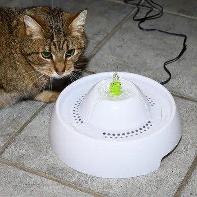 Котка до бял пластмасов фонтан за вода с електрически кабел, течаща струя и зелен елемент в центъра. Фонтанът е поставен върху плочки.