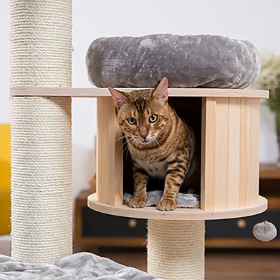 Cat tree made of wood with sisal posts, grey lying cushion and cave. Bengal cat sitting in the cave.