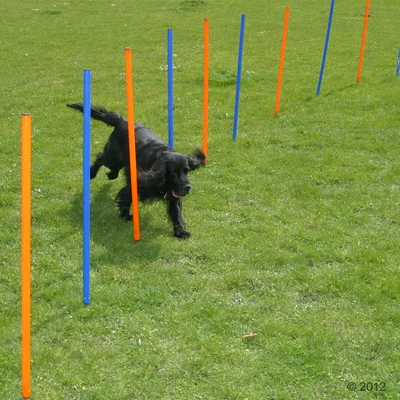 Pes prochází mezi střídavě oranžovými a modrými slalomovými tyčemi na trávníku, ukázka agility překážky pro psy.