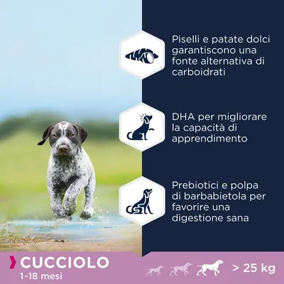 Cucciolo 1–18 mesi, oltre 25 kg. Piselli e patate dolci fonte alternativa di carboidrati, DHA per apprendimento, prebiotici e polpa di barbabietola per digestione sana.