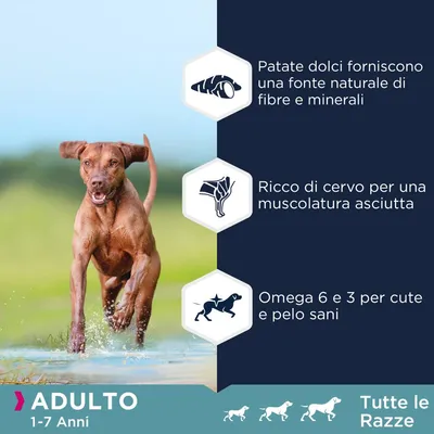 Patate dolci fonte naturale di fibre e minerali, ricco di cervo per muscolatura asciutta, omega 6 e 3 per cute e pelo sani. Adulto 1–7 anni, tutte le razze.