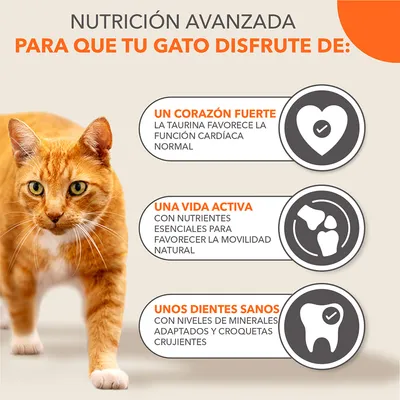 Texto: Nutrición avanzada para que tu gato disfrute de un corazón fuerte, una vida activa y unos dientes sanos. Incluye beneficios visibles y un gato naranja a la izquierda.