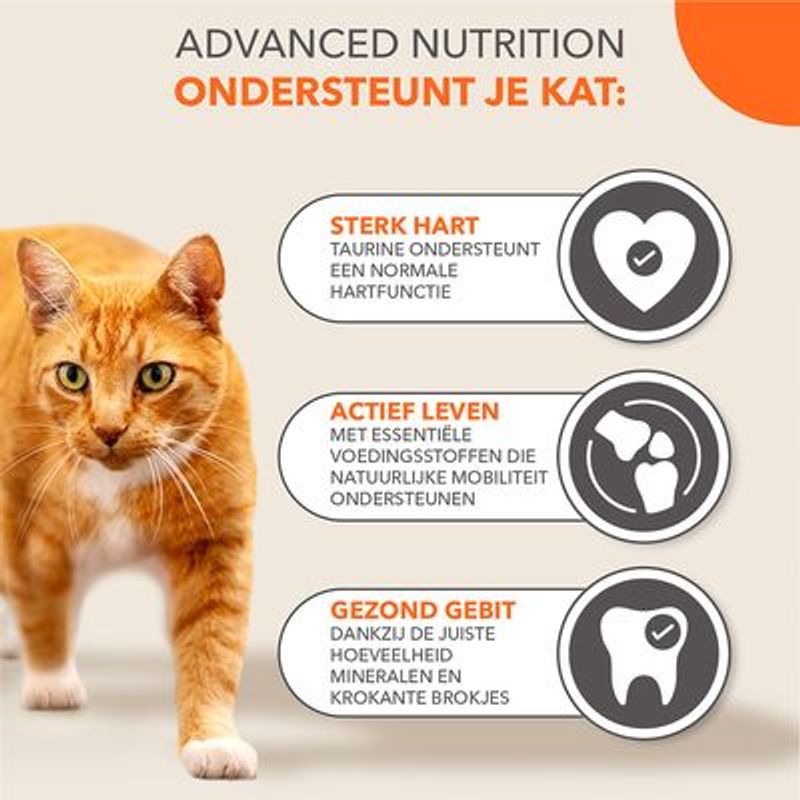 IAMS Advanced Nutrition Senior droogvoer voor katten 7+ met tonijn Kattenvoer