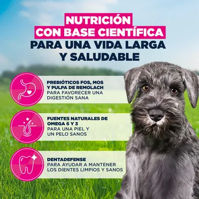 Eukanuba Premium Nutrition Puppy Small Breed pollo