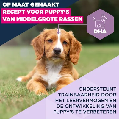 Eukanuba Premium Voeding Puppy Middelgroot Ras Kip