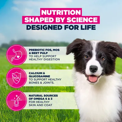 Eukanuba Premium Nutrition Puppy Medium Breed Kylling