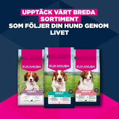 Eukanuba Premium Nutrition Adult Small & Medium Breed Salmon
