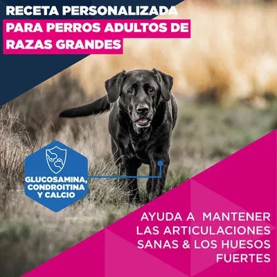 Eukanuba Premium Nutrition Mature Large & Giant Breed pollo