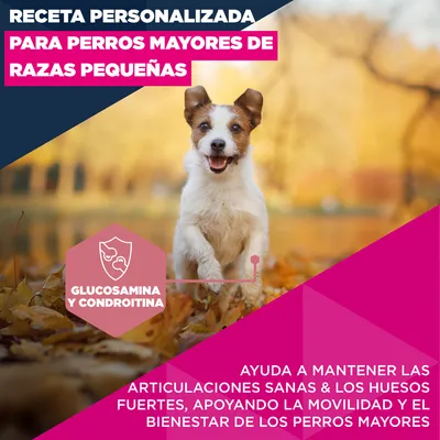 Eukanuba Premium Nutrition Senior Small Breed pollo