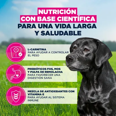 Eukanuba Premium Nutrition Senior Large & Giant Breed pollo