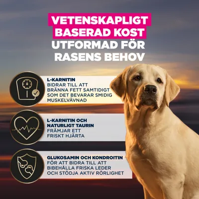 Vetenskapligt baserad näring, utvecklad för rasers behov. L-karnitin stödjer fettförbränning och muskler, taurin främjar hjärthälsa, glukosamin bevarar lederna. Vetenskapligt baserad näring, utvecklad för rasers behov. L-karnitin stödjer fettförbränning och muskler, taurin främjar hjärthälsa, glukosamin bevarar lederna.