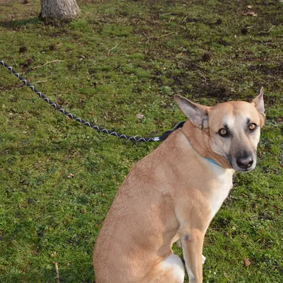 Dog on a black, braided lead on green grass. Shows use of the lead outdoors.