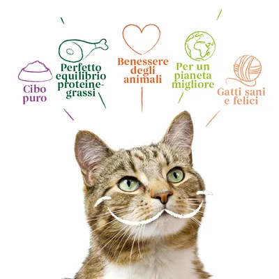 Testi visibili: Cibo puro, Perfetto equilibrio proteine-grassi, Benessere degli animali, Per un pianeta migliore, Gatti sani e felici. Immagine di un gatto sotto i testi.
