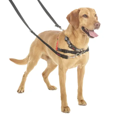 Cane con pettorina nera e due guinzagli, mostra l’uso di una pettorina per una conduzione sicura.